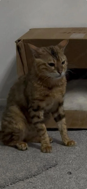 Bengal katze 
