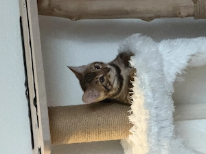 Bengal-kitten  reinrassig 