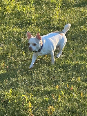 Chihuahua 