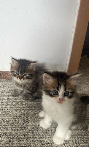 Wunderschöne Perserkatzen  