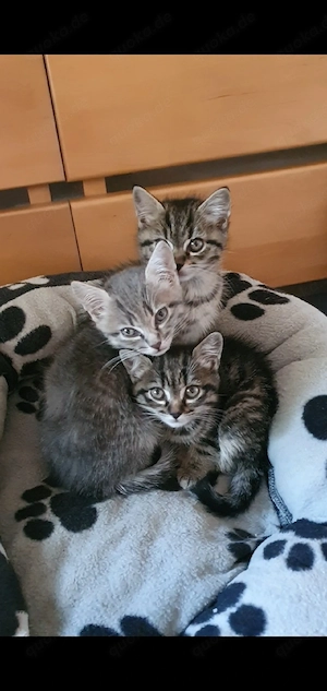 Babykätzchen  
