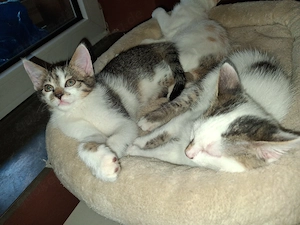 2 Katzenbabys Babykatzen Katerchen