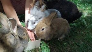 Süße Zwergkaninchenbabys Löwenkopf suchen ein neues Zuhause 