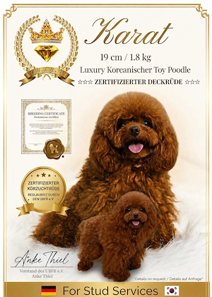 Toy Pudel Deckrude  "Karat " (Asiatischer Typ) Import China