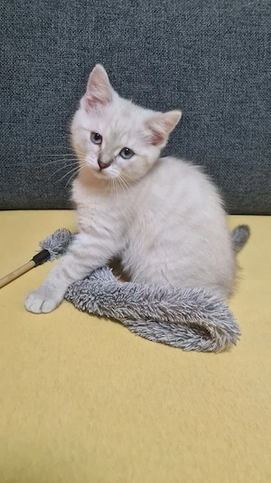 Lilac Point BKH Kätzchen sucht ein neues Zuhause