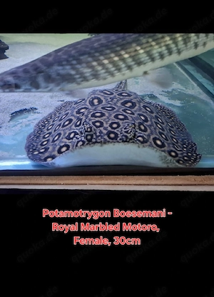 Potamotrygon Rochen Zucht Gruppe 