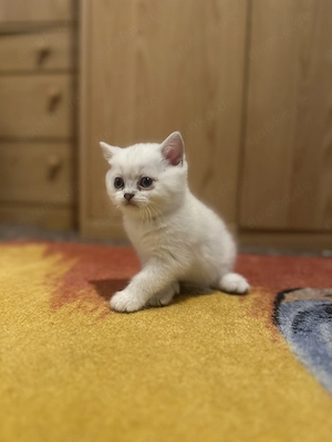 Vier verschiedene BKH Babykatzen