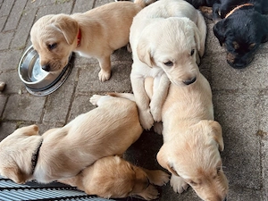 Labrador Mix Welpen 