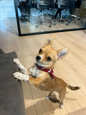 Adorabile cucciolo di Chihuahua registrato e vaccinato cerca una casa amorevole