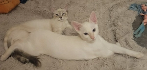 Sphynx Brush kitten 