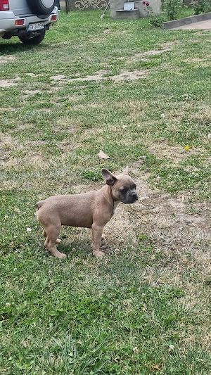 Französische Bulldogge