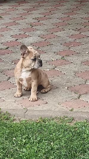 Französische Bulldogge