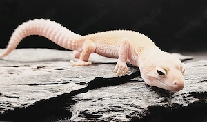 1.0 Leopardgecko Blazing Blizzard