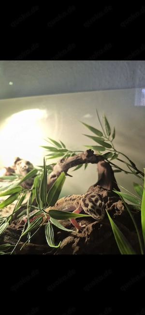 Leoparden Gecko zu verschenken