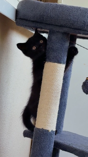 Baybekatzen BKH  Mix Ab sofort 