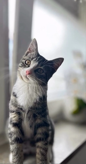 Kater Babsi sucht ein neues Zuhause