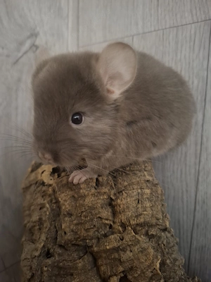 Chinchilla braun Pearl selten