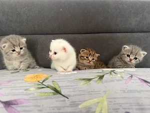    Liebevoll aufgezogene Katzenbabys suchen ein liebevolles Zuhause     