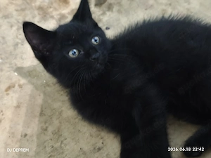 12 Woche Alt Babykatze