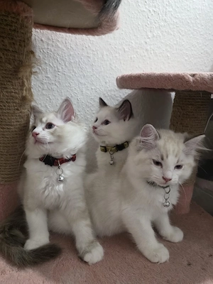 wunderschöne Ragdoll-Katerchen   ab sofort auszugsbereit   