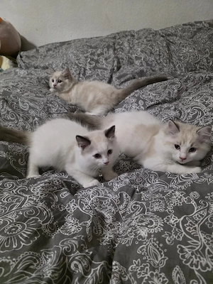 wunderschöne Ragdoll-Kittens ab sofort auszugsbereit (nur bis Mittwoch) 