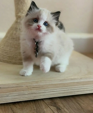 3 Ragdoll-Kätzchen