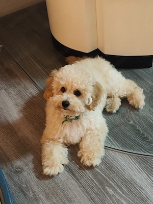 Toy Pudel-Bichon Friese Welpen 