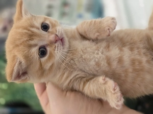 BKH Kitten suchen lievevolles Zuhause