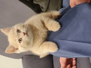 Wunderschöner Britisch Kurzhaar Kater sucht ein liebevolles Zuhause