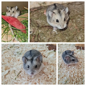 Zwerghamster Hamster und Höhle