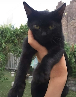 Wunderschönes schwarzes Katzenmädchen sucht ein liebevolles Zuhause!   