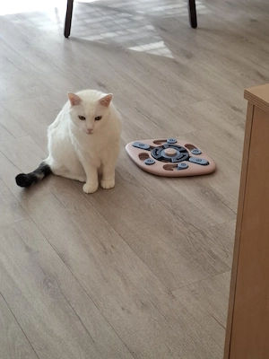 Liebevoller Kater sucht ein neues Zuhause 