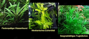Fiederspaltiger Wasserfreund, Eichenblatt, Trugkölbchen (ab 2 )