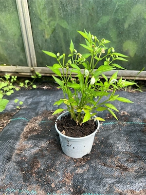 Chili Pflanzen Jalapeno schoko, Elefant, Sugar Rush Peach, Peperoni  rot,  Bild 2