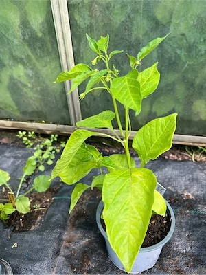 Chili Pflanzen Jalapeno schoko, Elefant, Sugar Rush Peach, Peperoni  rot, 