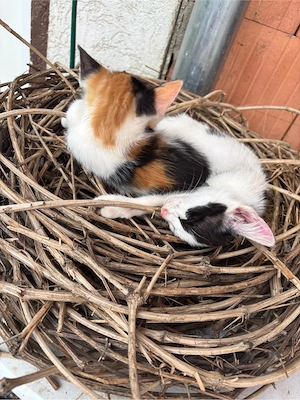 Babykatzen Katzenbabys Kitten 