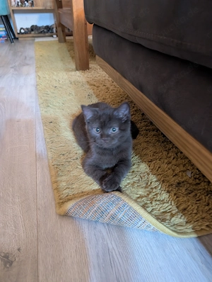 Britisch Kurzhaar BKH Katze Kitte