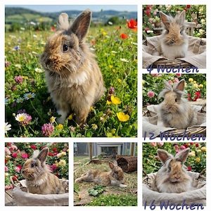 Löwenköpfchen Löwenkopf Zwergkaninchen Kaninchen Mini-Lop 