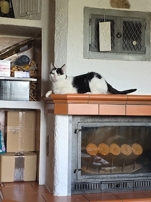 Liebes Katzenmädchen in gute Hände abzugeben