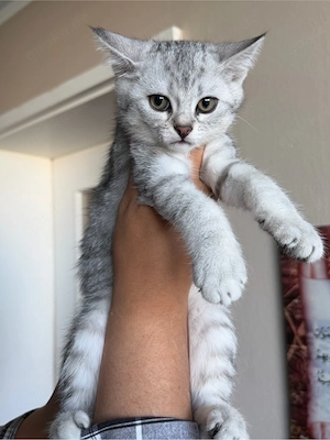 BKH Mix Kitten suchen ein neues Zuhause