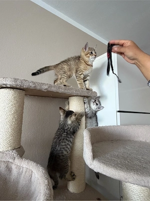 BKH Mix Kitten suchen ein neues Zuhause