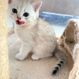 BKH Kitten 