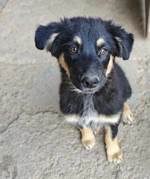  Altdeutscher Hütehund 