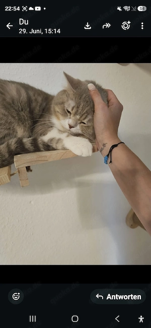 lieber deckkater
