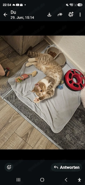 kater abzugeben   150 vb