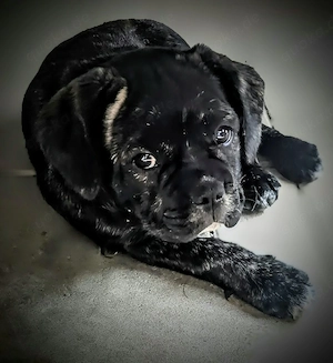 Französische Bulldoggen Welpen nur noch 1 ne Hündin 