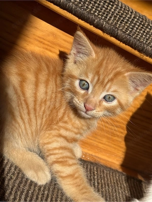 maine coon perser kitten 