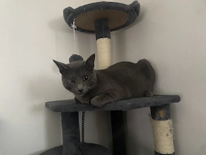 BKH Russisch blau Kater 