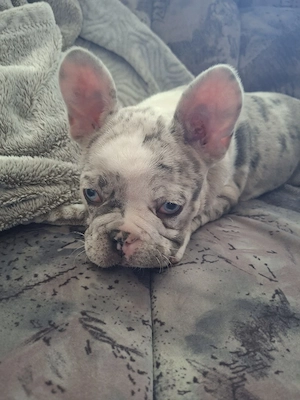 französische Bulldogge 
