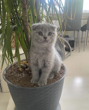 Britisch Kurzhaar Katzen 